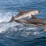 Il Mediterraneo ha perso il 40% di delfini, balene e grandi predatori