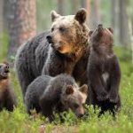 Piero Genovesi (Ispra): “L’orso non è un peluche: è fondamentale che non perda la sua innata paura dell’uomo”