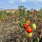 Slow Food: “Contro la siccità estrema in Sicilia non serve il mango ma il pomodoro siccagno”