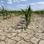 Il disastro dei raccolti in Sicilia. “Il caldo non dà tregua anche d’inverno, nemmeno un chicco di grano in migliaia di ettari”